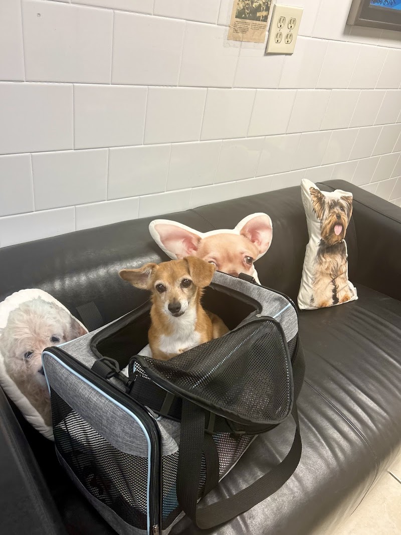 Florida Veterinary Cardiology