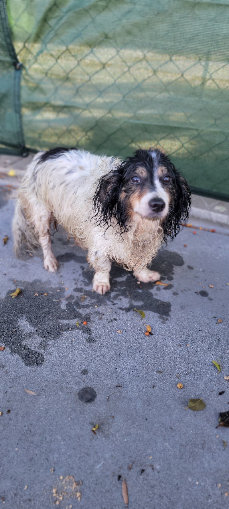 Animal Urgent Care