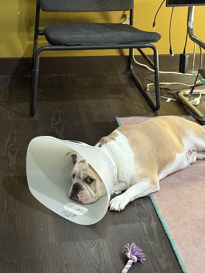 Animal Urgent Care
