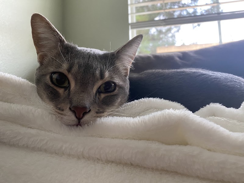 Serra Veterinary Hospital - Sunnyvale