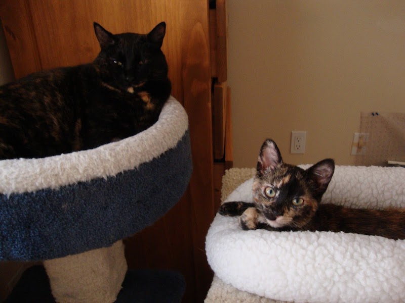 Serra Veterinary Hospital