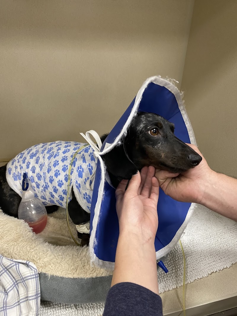 BluePearl Pet Hospital