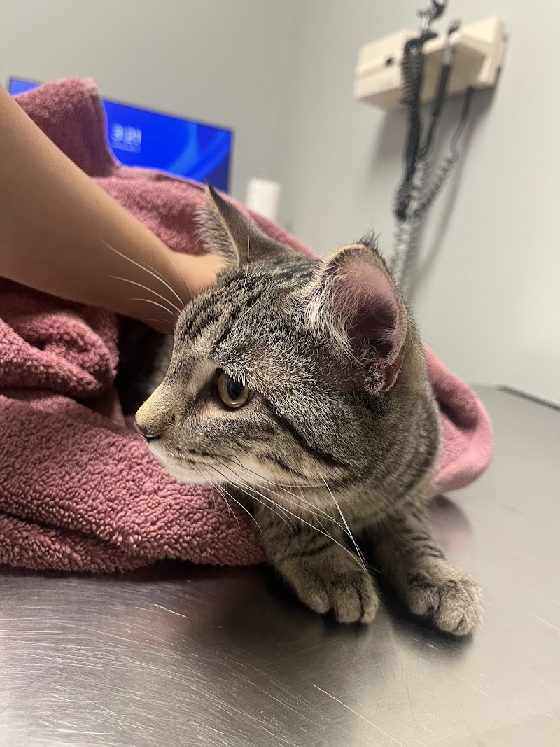 BluePearl Pet Hospital