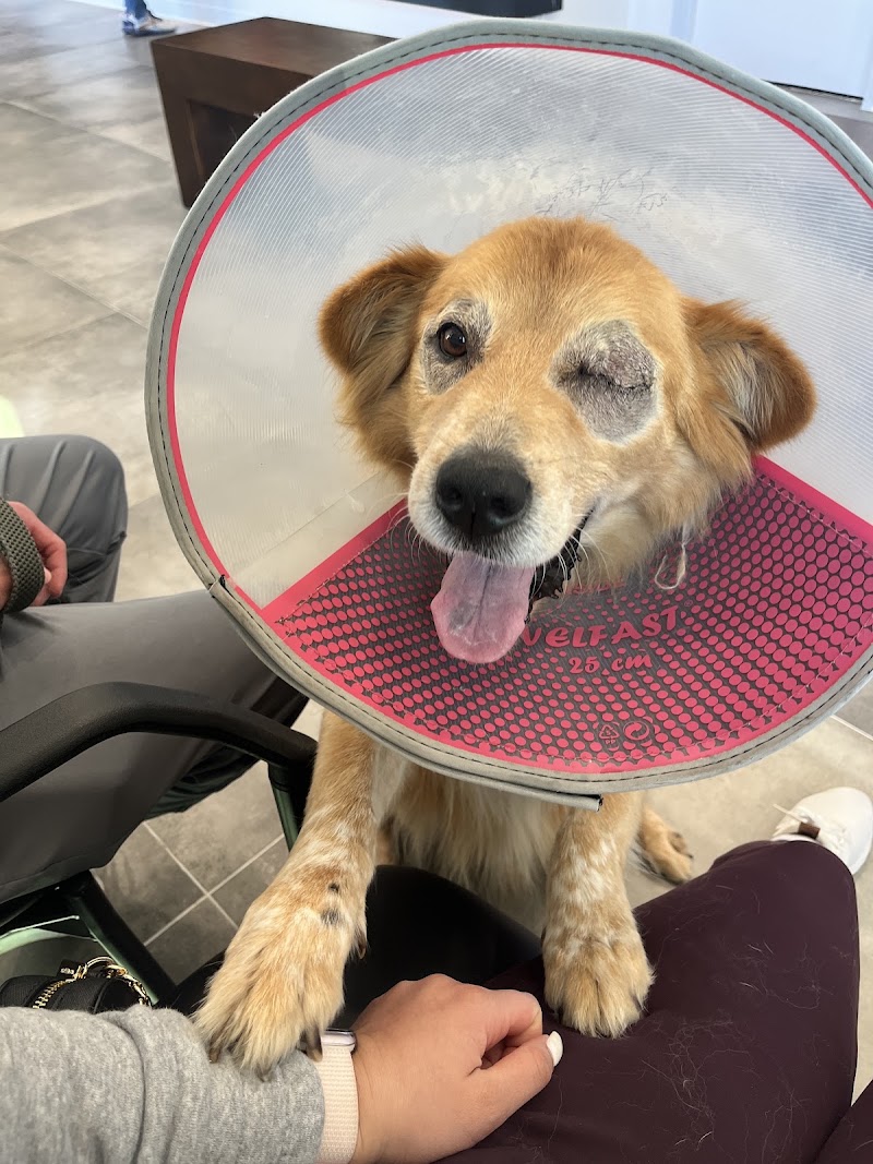 South Texas Veterinary Ophthalmology
