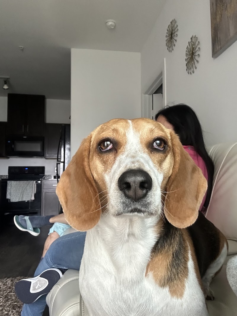 South Texas Veterinary Ophthalmology