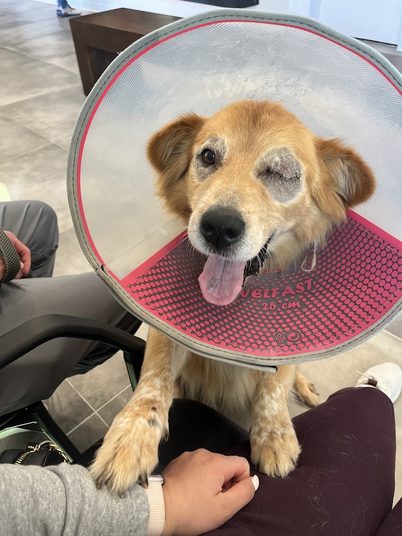 South Texas Veterinary Ophthalmology