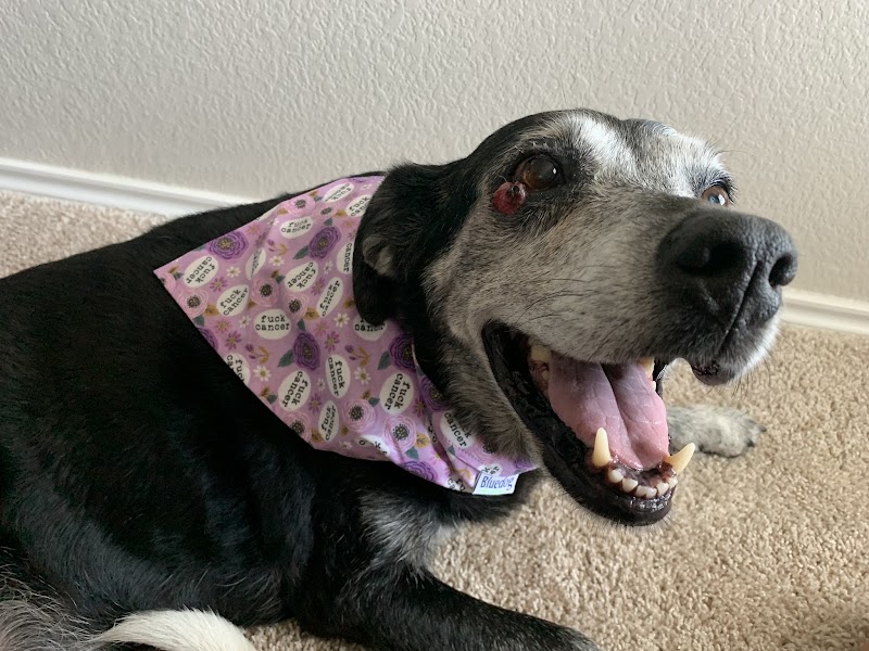 South Texas Veterinary Ophthalmology
