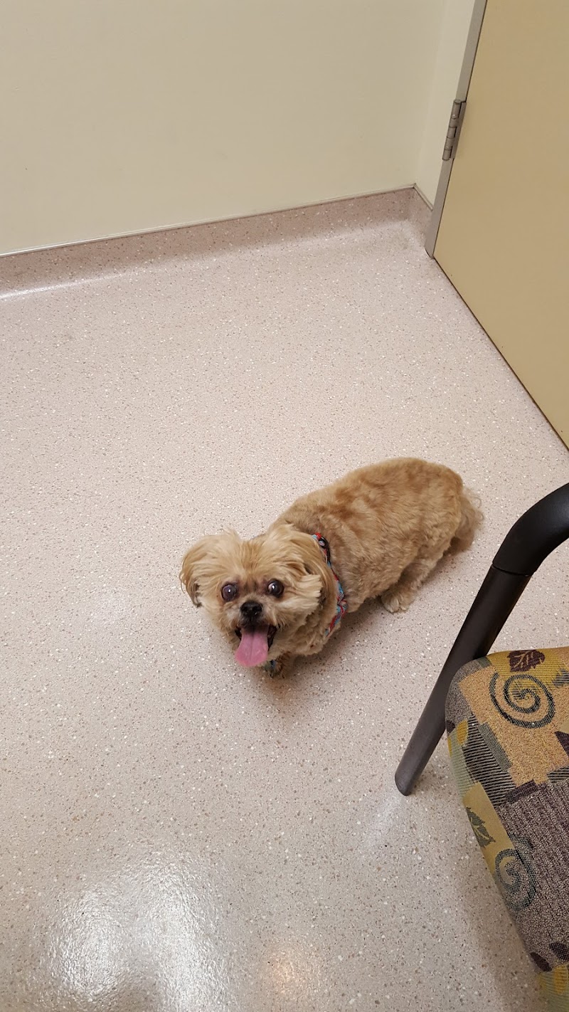 South Texas Veterinary Ophthalmology