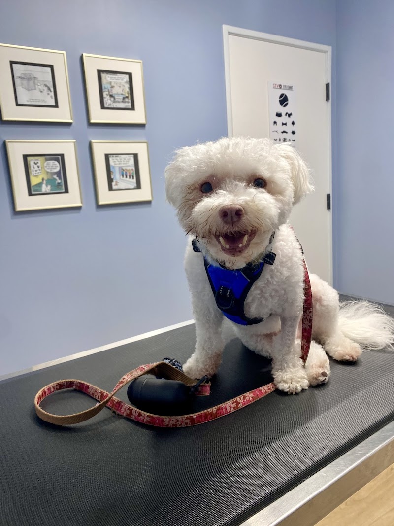 South Texas Veterinary Ophthalmology
