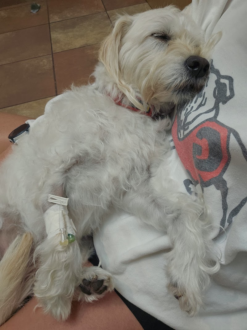 Westbury Animal Hospital