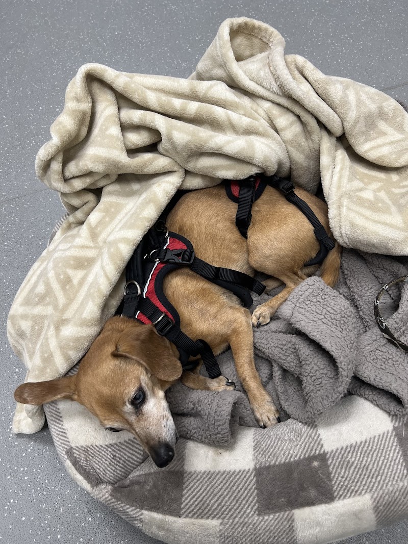 Colorado Animal Specialty & Emergency (CASE)