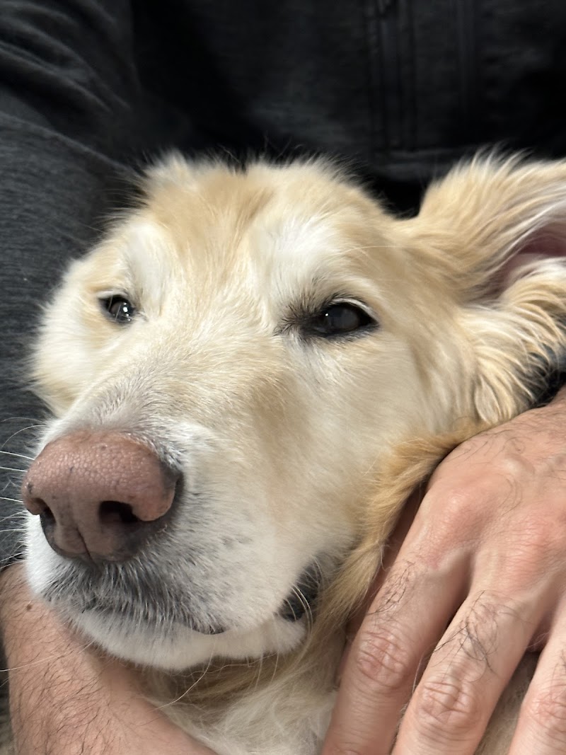 Colorado Animal Specialty & Emergency (CASE)
