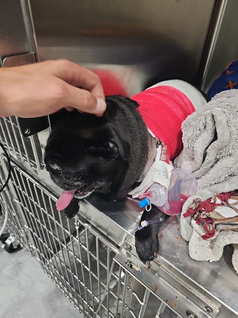 Colorado Animal Specialty & Emergency (CASE)