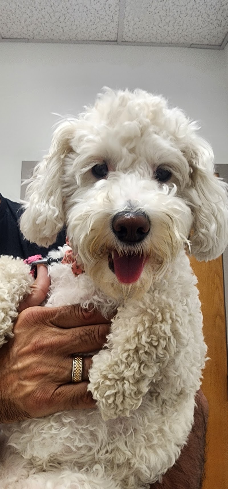 Loveland Regional Animal Hospital