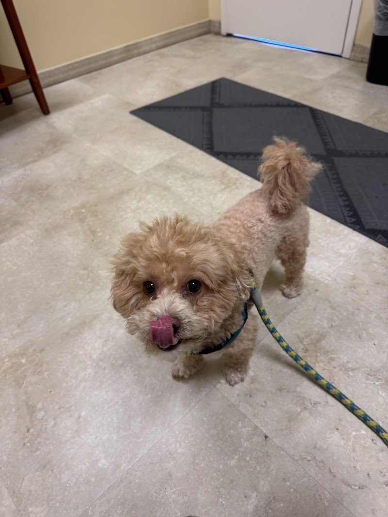 VCA SouthPaws Veterinary Specialists & Emergency Center