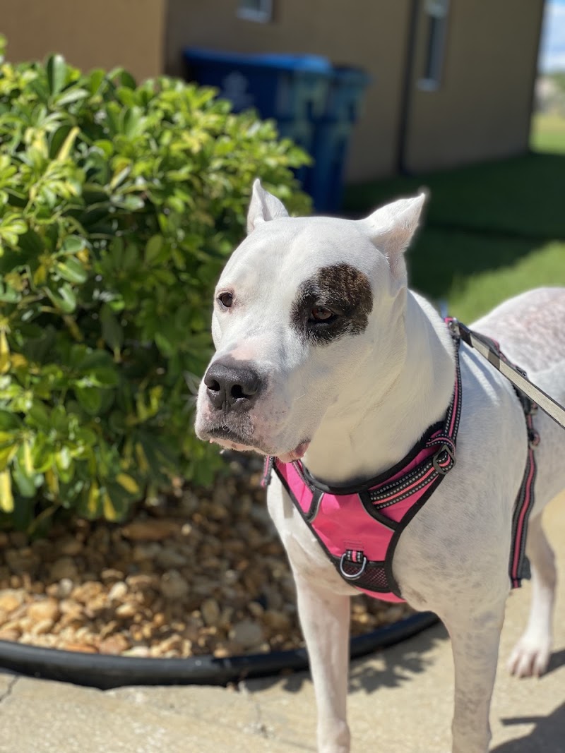 Southeast Veterinary Neurology