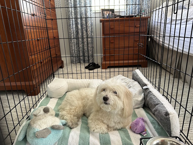 Southeast Veterinary Neurology
