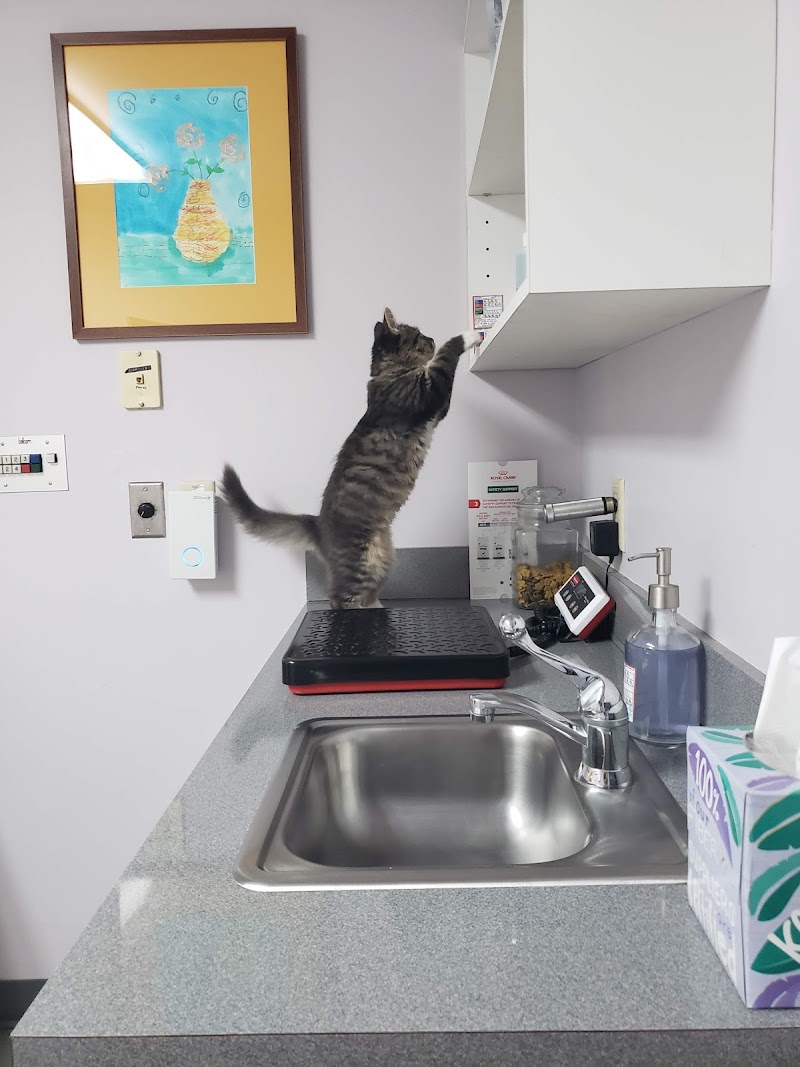 Kensington Veterinary Hospital