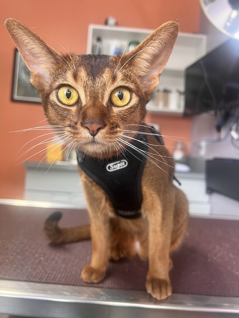 Kensington Veterinary Hospital