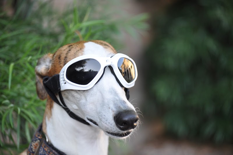 Animal Vision Care & Surgical Center