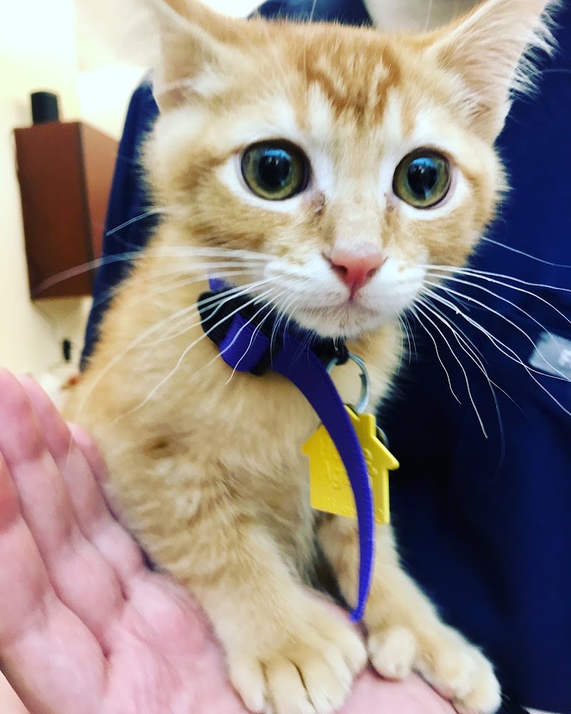 Cathedral Animal Hospital