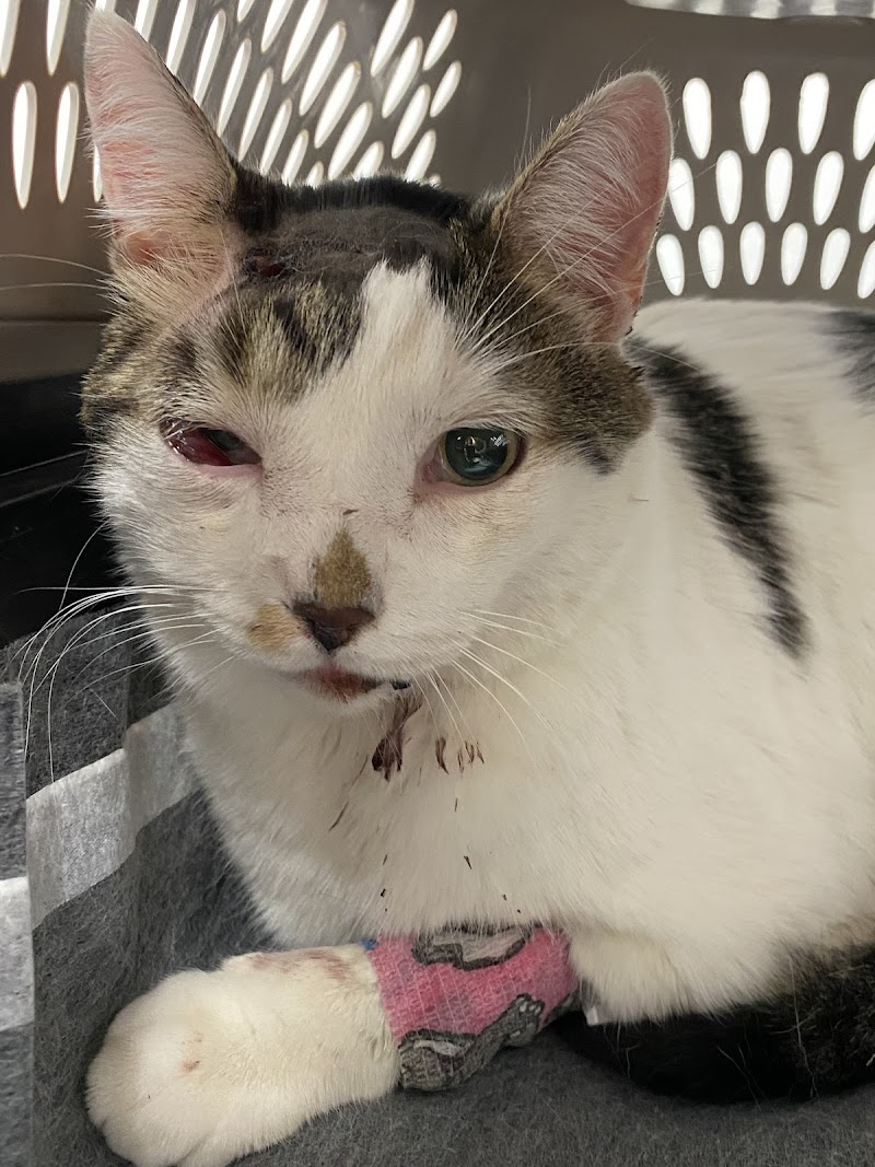 East & West Animal Hospital - San Marcos