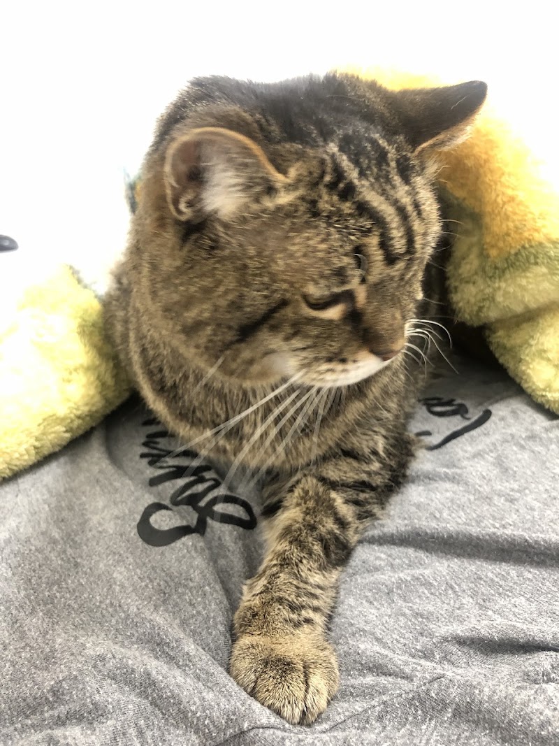 East & West Animal Hospital - San Marcos