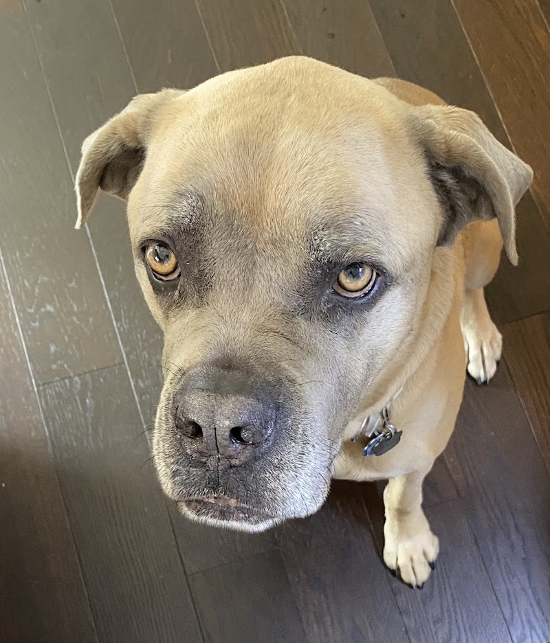 Heal Cancer Care for Pets