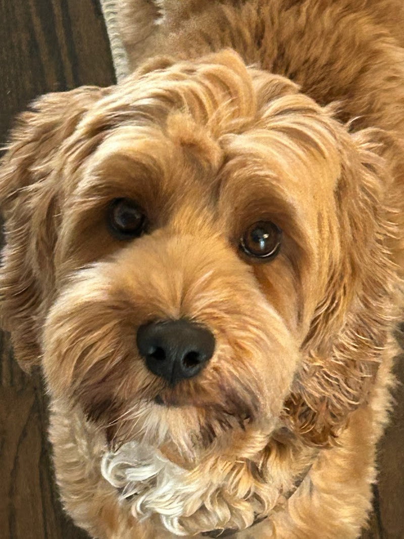 Heal Cancer Care for Pets