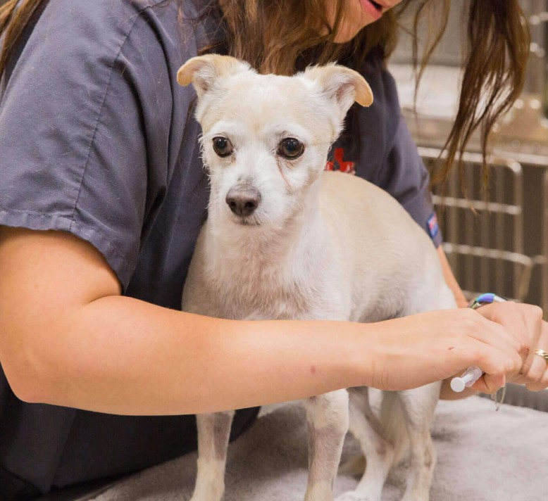 Animal Emergency Clinic NE