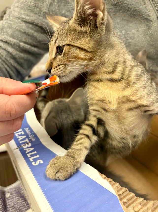 Animal Emergency Clinic NE