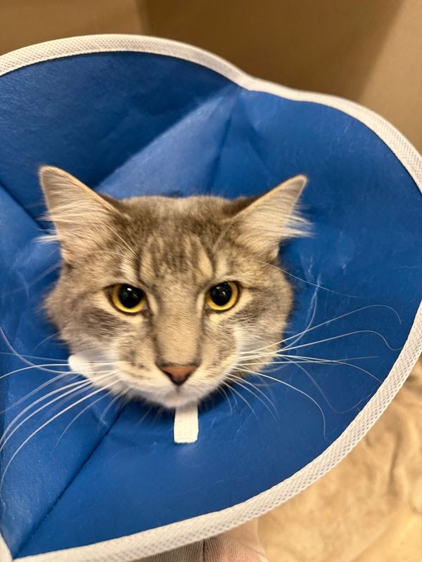 BluePearl Pet Hospital
