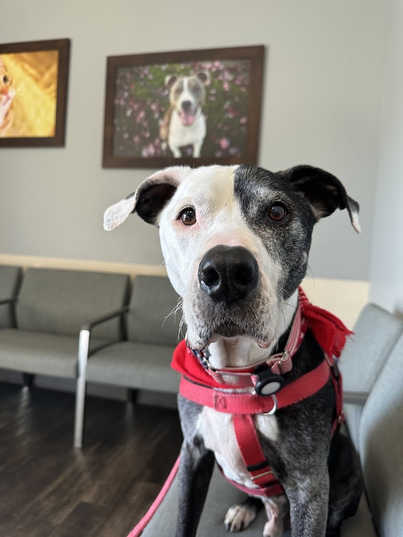 BluePearl Pet Hospital