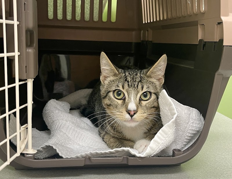 Austin Vet Hospital