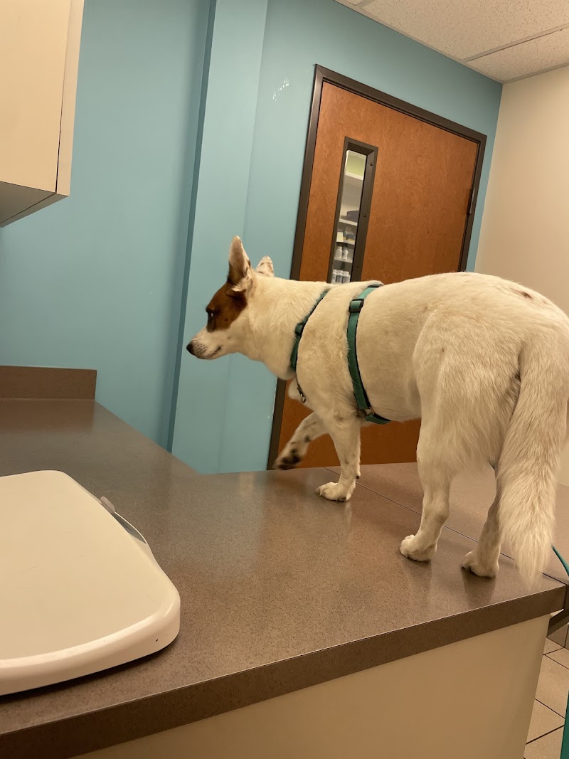 Austin Vet Hospital