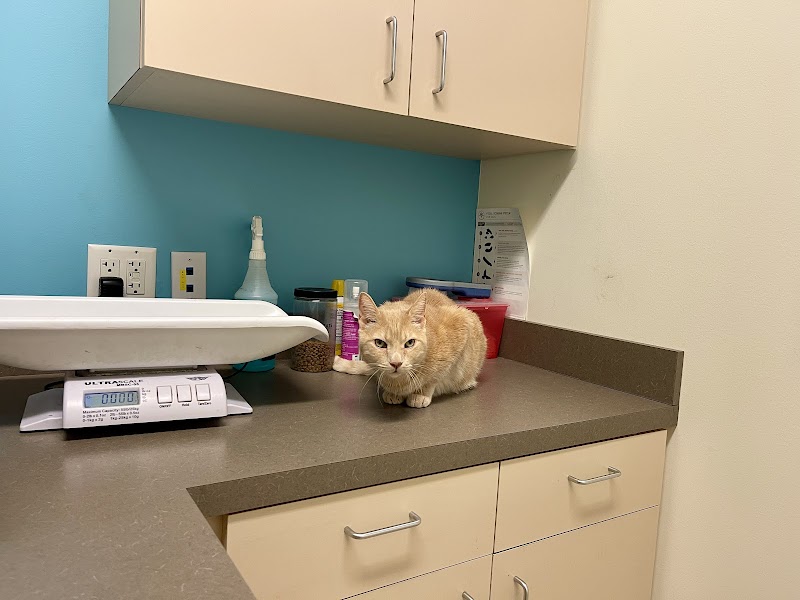 Austin Vet Hospital