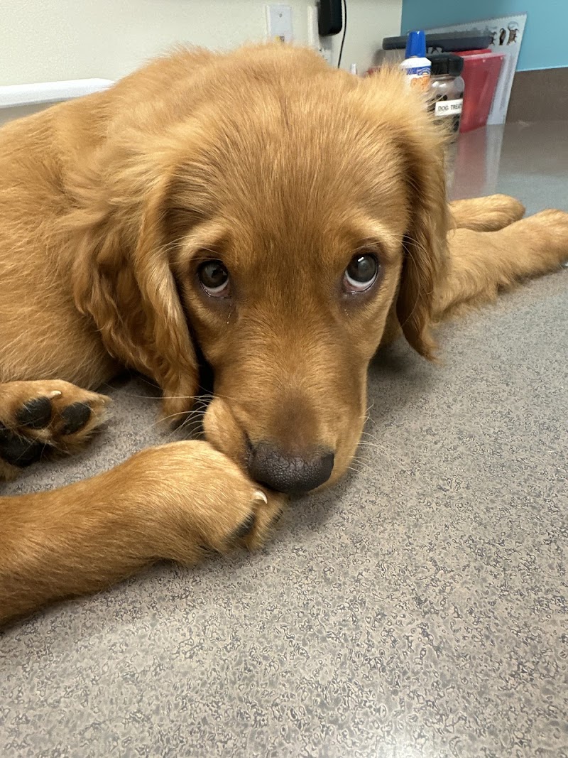 Austin Vet Hospital