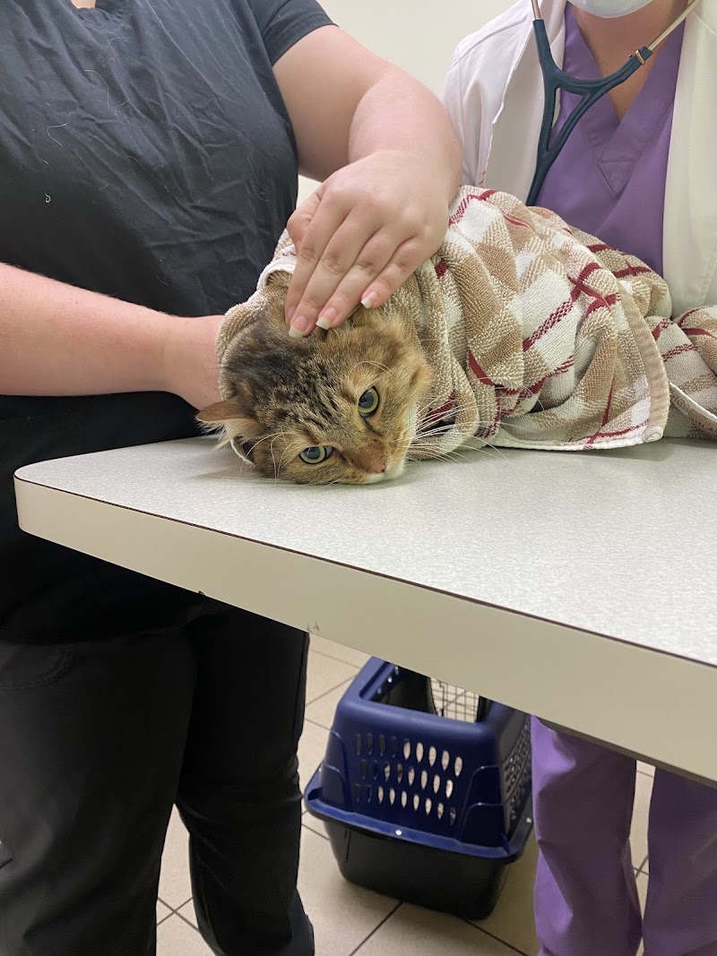 Austin Vet Hospital