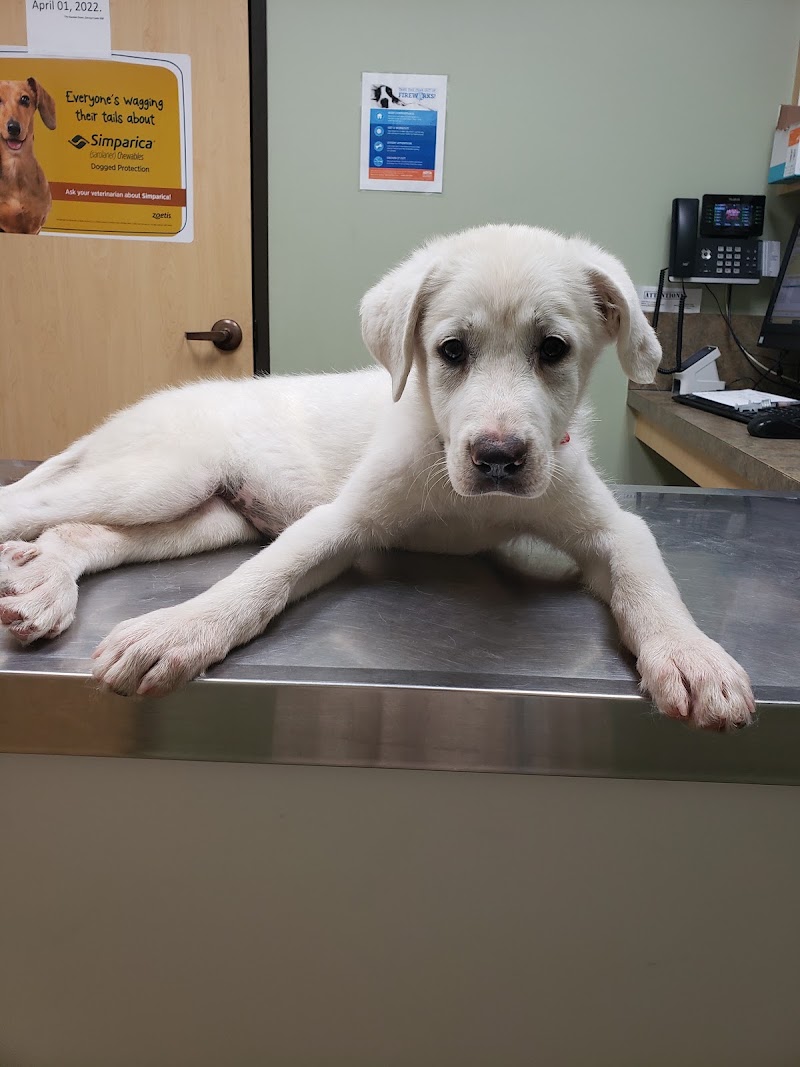 Long Drive Dog & Cat Hospital