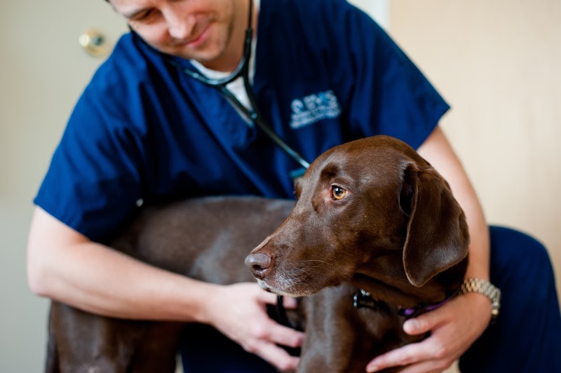 Bush Veterinary Neurology Service (BVNS) - Short Pump