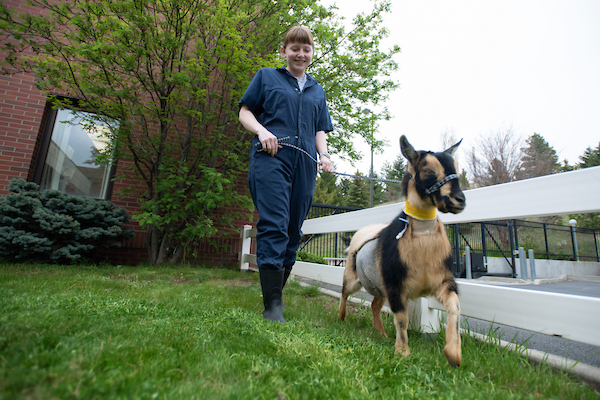 Washington State University Veterinary Teaching Hospital - 24hr Emergency