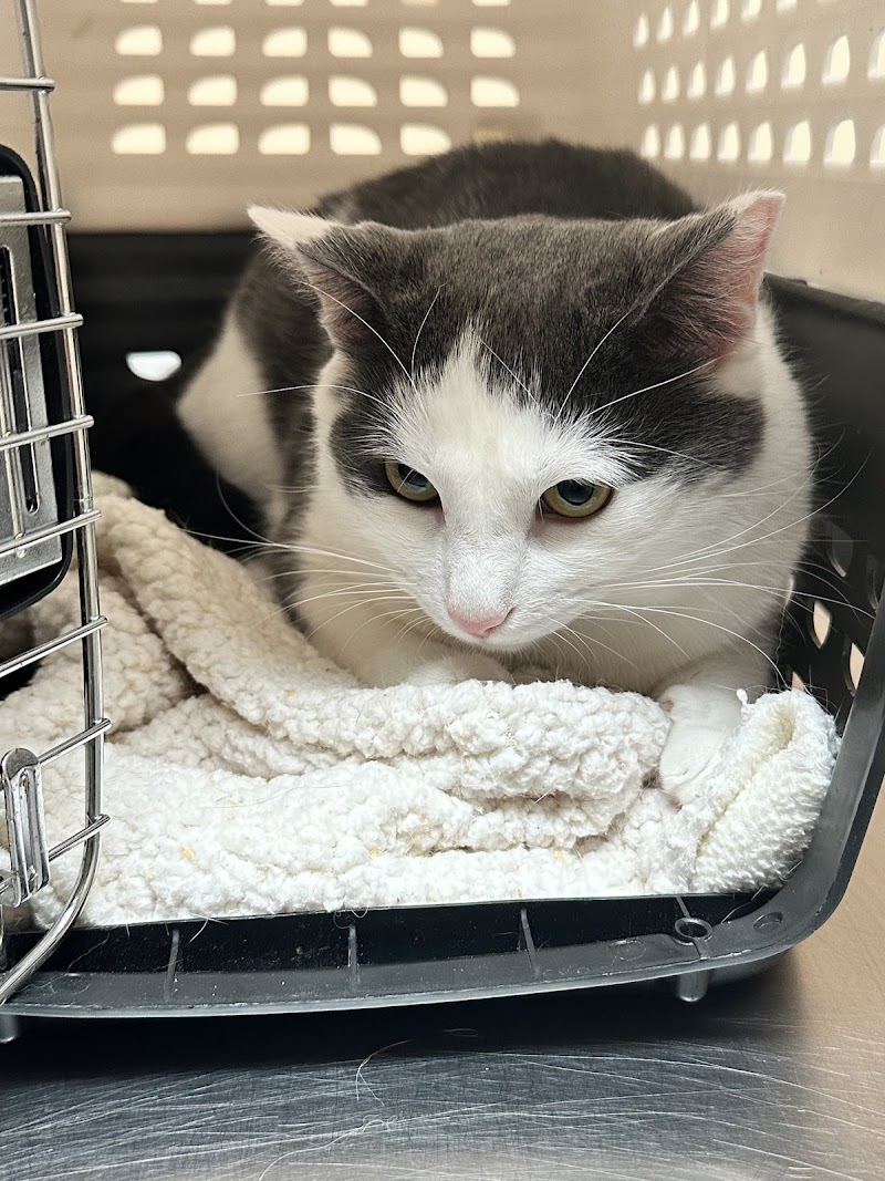 Commonwealth Animal Hospital