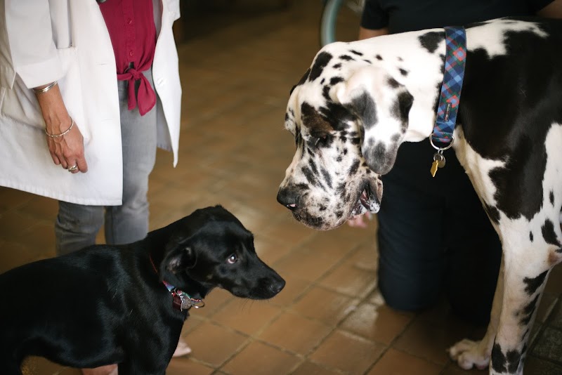 Commonwealth Animal Hospital