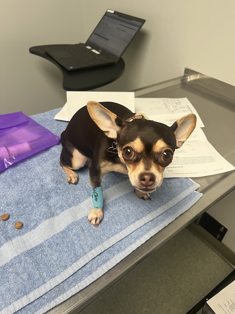 Commonwealth Animal Hospital