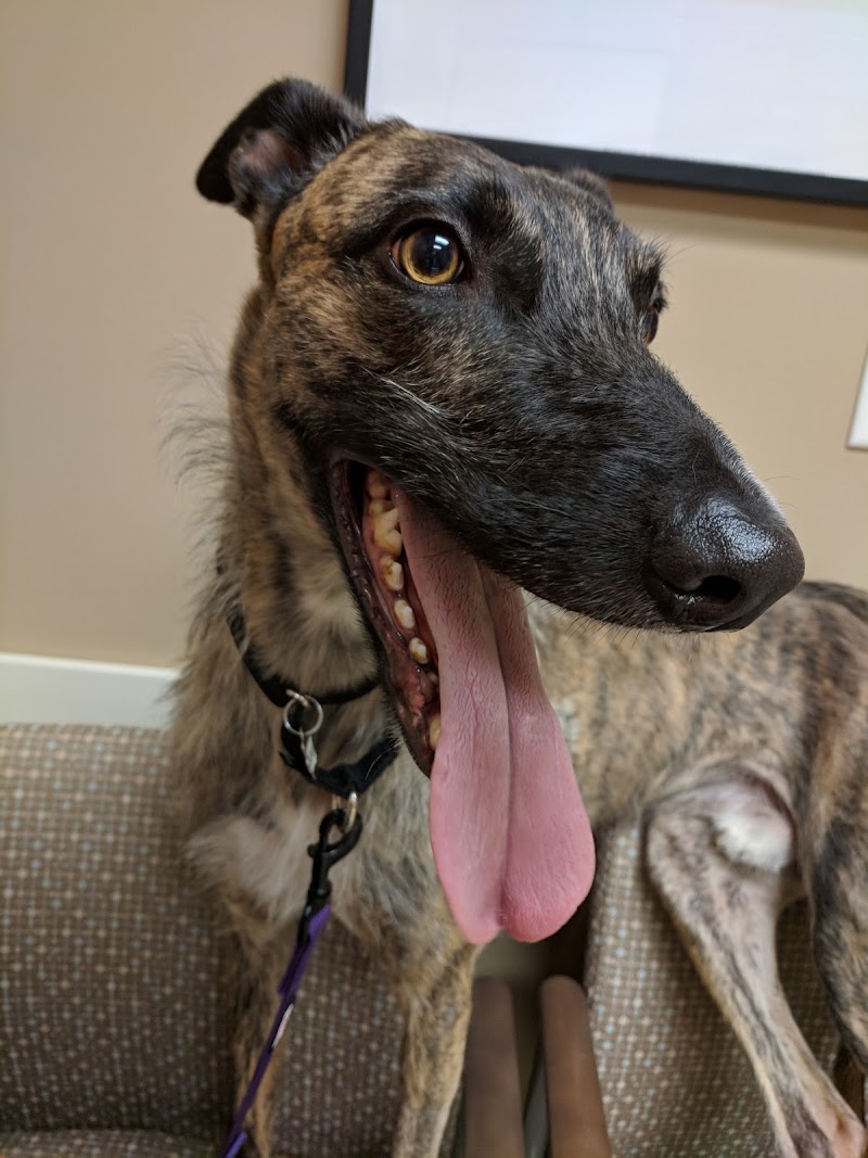 VCA Dallas Animal Specialty Hospital