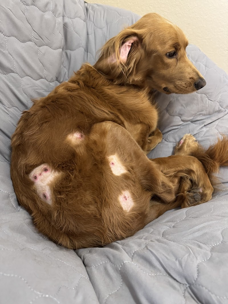 VCA Dallas Animal Specialty Hospital