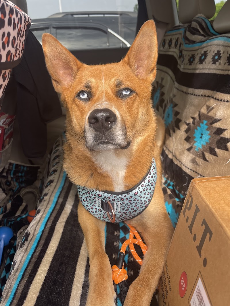 Allied Veterinary Emergency & Referral