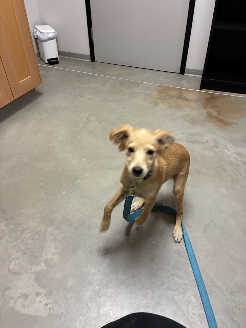 Tell Tail Veterinary Urgent Care