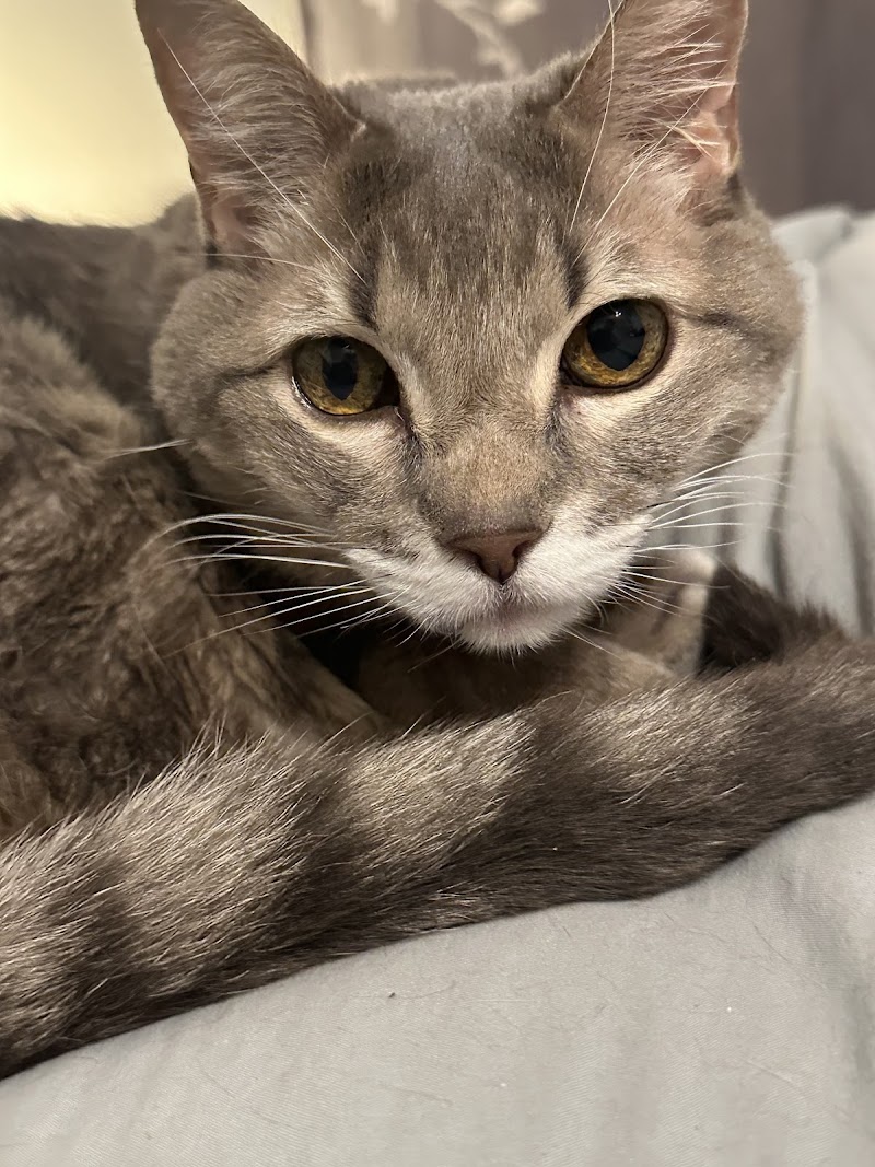 Tell Tail Veterinary Urgent Care