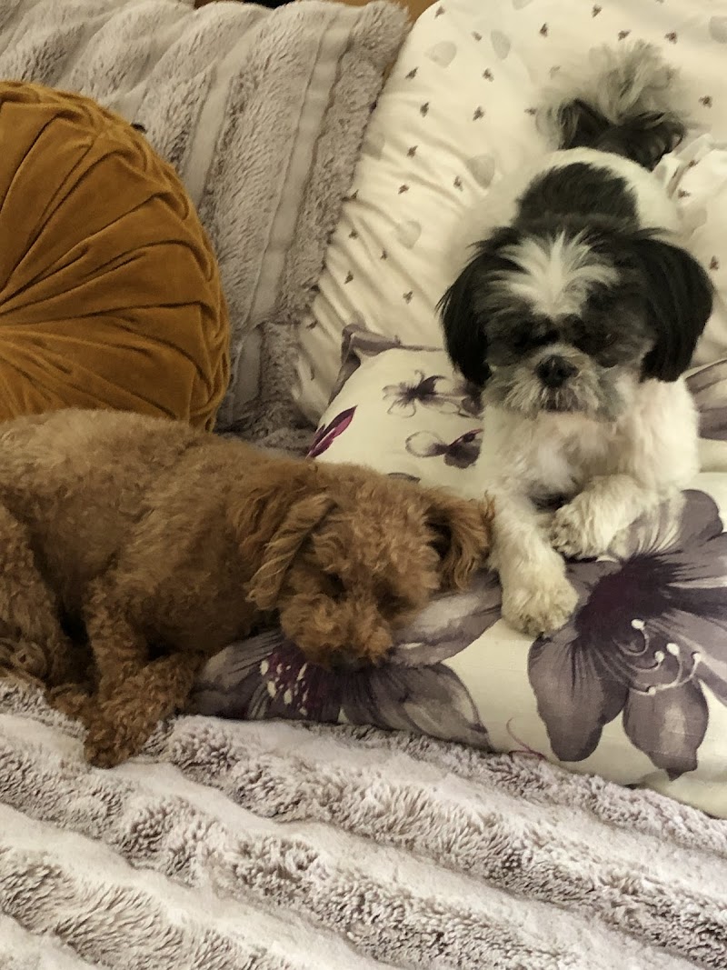 Summit Veterinary Hospital - Los Gatos